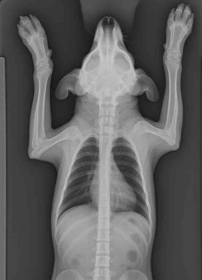 Pet X-Ray